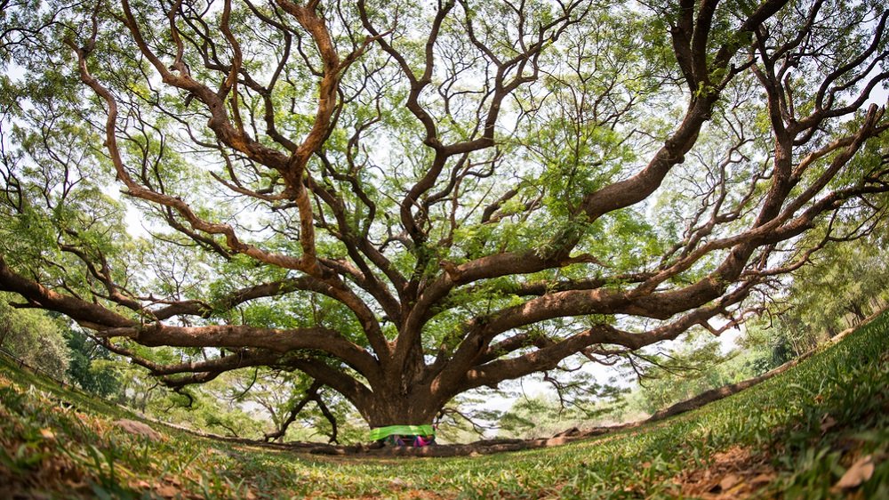 buddha-tree